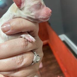 Boy 1 - Fawn sable male Havanese puppy in Cochran, Georgia from Dean Supreme