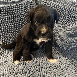 Purple collar - Brown and white female Saint Berdoodle puppy in Saint Joseph, Missouri from Home Raised St. Berdoodles