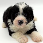 Bordoodles and Poodles from 5 Cent Canine Co.