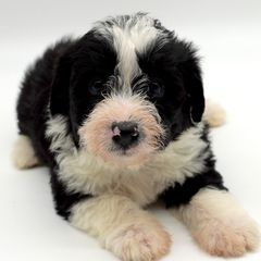 Bordoodles and Poodles from 5 Cent Canine Co.