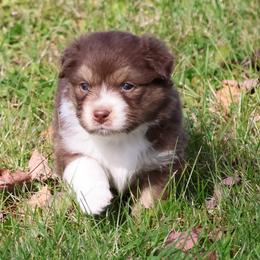 Betsy - Red tri-color female Australian Shepherd puppy in Springville, New York from RisingStar Australian Shepherds