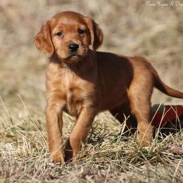 Eve's Teal Girl - Dark golden female Golden Retriever puppy in Idaho Falls, Idaho from Once Upon A Dream Kennels