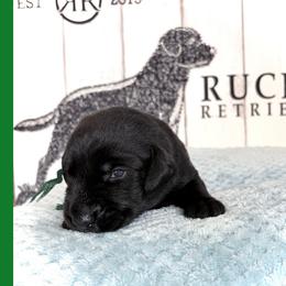 Green Collar Black Male - Black male Labrador Retriever puppy in Gainesville, Georgia from Rucker Retrievers