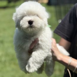 Coton de Tulear and Golden Retriever Puppies from Four Lochs LLC