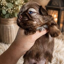 Mozart - Liver male Shih Tzu puppy in Kempner, Texas from Shih Tzu Reign