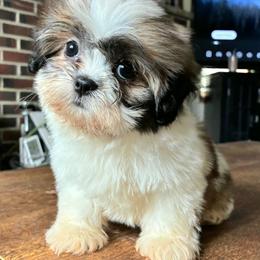 Merida - Brindle female Shih Tzu puppy in Stroudsburg, Pennsylvania from Puppyville Pa Shih Tzu & frenchies