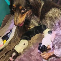 Peach - Black and tan female Dachshund puppy in Austin, Texas from Glorious Minis