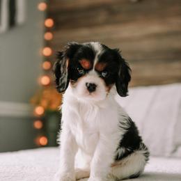 Cavalier King Charles Spaniel Puppies from Cavalier & Co.