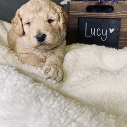 Bernedoodle and Labradoodle Puppies from Royal Doodles