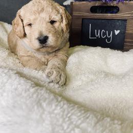 Bernedoodle and Labradoodle Puppies from Royal Doodles
