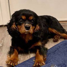 Cavalier King Charles Spaniels and Cavapoos from Okie Cavaliers & Goldens