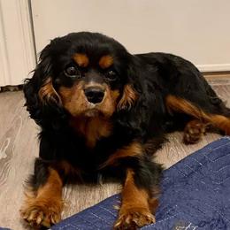 Cavalier King Charles Spaniels and Cavapoos from Okie Cavaliers & Goldens