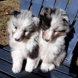 Shetland Sheepdogs from Shadow Hill Shelties