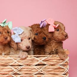 Bernedoodle and Goldendoodle Puppies from Dose of Doodles