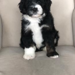 Bernedoodle Puppies from Sweet Pea Bernedoodles