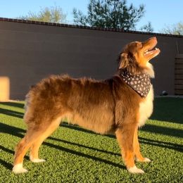 Shiloh - Australian Shepherd