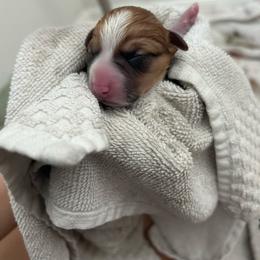 Pink girl - Red female Pembroke Welsh Corgi puppy in Largo, Florida from Nauti Corgi’s