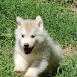German Shepherd and Siberian Husky Puppies from Sstar