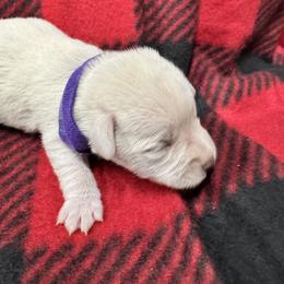 Purple girl - White female Miniature Schnauzer puppy in Boaz, Alabama from Sweet Home Schnauzers
