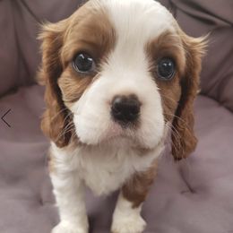 Cavalier King Charles Spaniel Puppies from The Heritage Garden