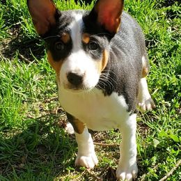 Basenji Puppies from Basenji Puppies