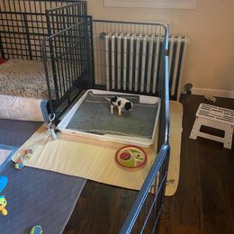 Cavalier King Charles Spaniel Puppies from CK Cavaliers