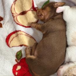 Chocolate and tan girl - Chocolate and tan female Dachshund puppy in Kelso, Washington from New Age Doxies