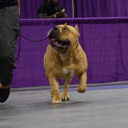 American Bully All Grown Up from Weight In Gold Kennels