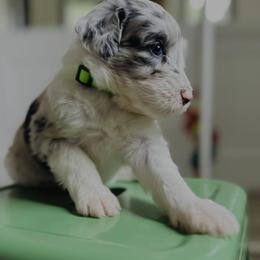 Sheepadoodle Puppies from Dots Sheepadoodles