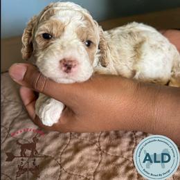 Brown Collar Girl - Caramel cream female Australian Labradoodle puppy in Hagerstown, Maryland from Westfields Labradoodles