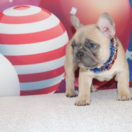 French Bulldog Puppies from 5th Avenue French Bulldogs