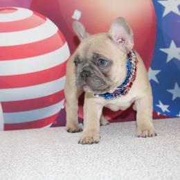 French Bulldog Puppies from 5th Avenue French Bulldogs