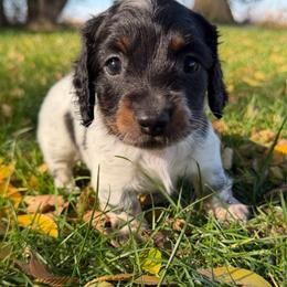 Boy 1 - Piebald male Dachshund puppy in Terreton, Idaho from BM Mini Doxies