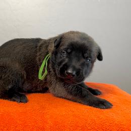 Kenobi (Green) - Black sable male Belgian Malinois puppy in Buckeue, Arizona from Légende Vivante Du Chief Kennel