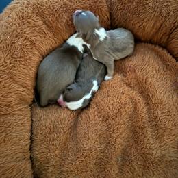 Miniature American Shepherd puppies from Southern Promise Aussie’s