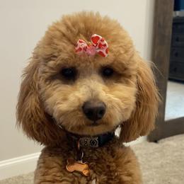Macy - Poodle