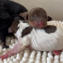 Daysi - Chocolate and tan female Dachshund puppy in Calexico, California from The house of Dachshund