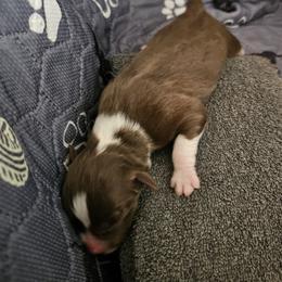 Girl 2 - Red tri-color female Australian Shepherd puppy in Tehachapi, California from Astralvale Aussies