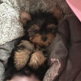 Girl 2 - Black and tan female Yorkshire Terrier puppy in Chino Hills, California from Chino Hills Yorkies