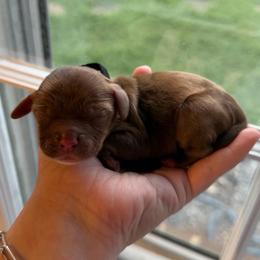 Chocolate Eclair - Brown male Cocker Spaniel puppy in Advance, North Carolina from Rome & Reign Farm