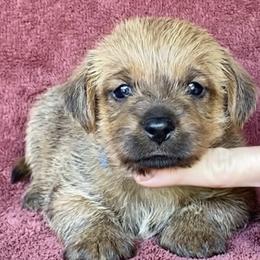 Blue Collar Boy - Red male Norfolk Terrier puppy in Bristol, Tennessee from Holston Hollow Farm