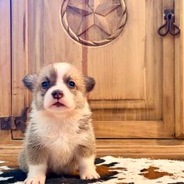 Red female - Red female Pembroke Welsh Corgi puppy in Johnson City, Texas from McCall Creek Corgis