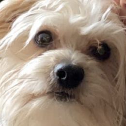 Herkey - Morkie