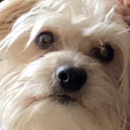 Herkey - Morkie