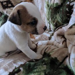 Browny - Tri-colored male Parson Russell Terrier puppy in Phelan, California from Elite Parson Russells
