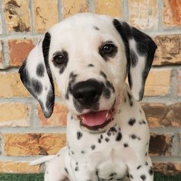Ford- NN LUA - White and black Dalmatian puppy in Mckinney, Texas from 5 Alarm LUA Dalmatians & Bling Tiny Doodles