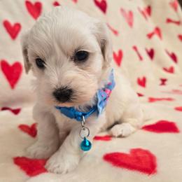 Marshmallow - White male Maltipoo puppy in Sahuarita, Arizona from Cowgirl's Legacy Maltipoos