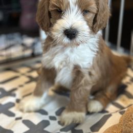 Goldendoodle Puppies from Ritzy Creek Doodles