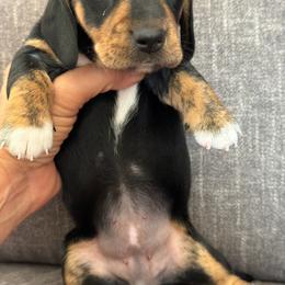 Katherina - Black and tan female Dachshund puppy in Tonopah, Arizona from Brandie's Dachshunds