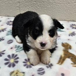 Boq - Black and tan male Pembroke Welsh Corgi puppy in Castle Rock, Washington from Heckman Corgis